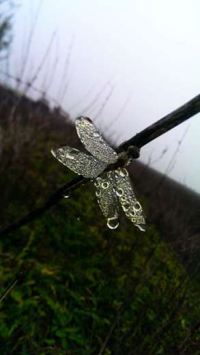 Concurs de poezie - "Marele premiu - Agonia 2015" :: 